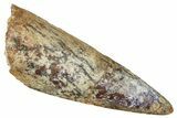 Fossil Spinosaurus Tooth - Real Dinosaur Tooth #373915-1